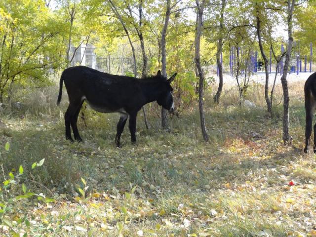 DSC00728
