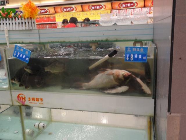 DSC00764