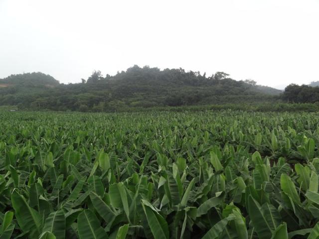 les bonnes bananes, trop vertes