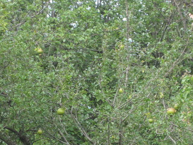 2012-07-27 12.04.56