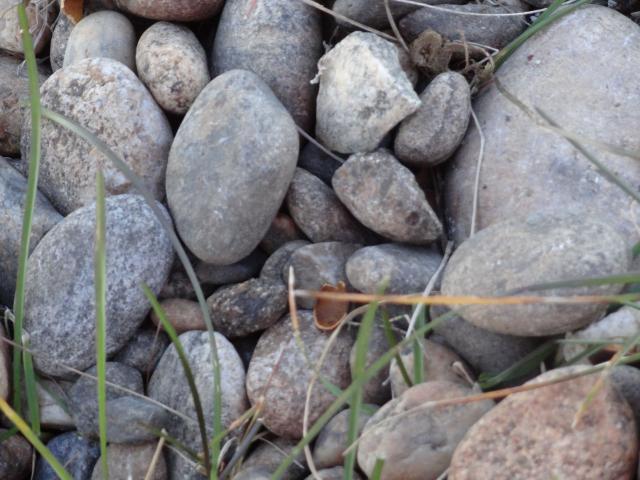 DSC00537
