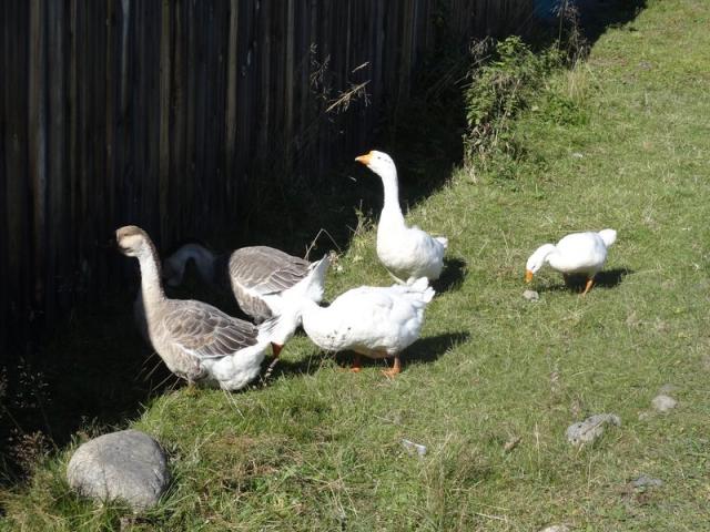 DSC00600