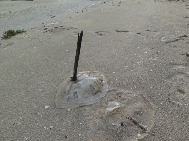 meduse morte