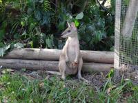 Natalia, une bebe wallabi