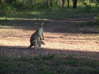 Une wallabi et son bebe