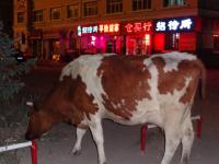 Chine (du 05/09/2011 au 08/10/2011)