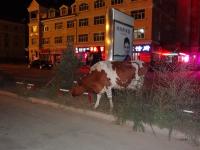 oh la vache