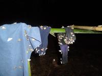 papillons de nuis