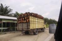 les fruits du palmier pour l'huile de palm