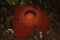 raflesia