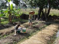 Thailande 2 (du 26/11/2011 au 10/12/2011)