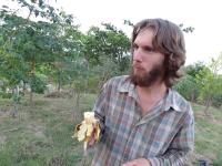 il y a des bananes mures dans les arbres