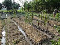 le beau jardin, avec les haricots tous bien