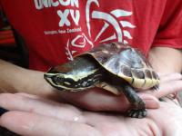 la tortue de gagael