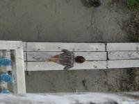 pont glissant