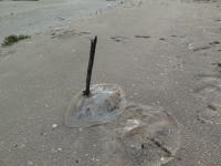 meduse morte