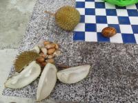 durian